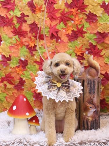 20241129めるちゃん